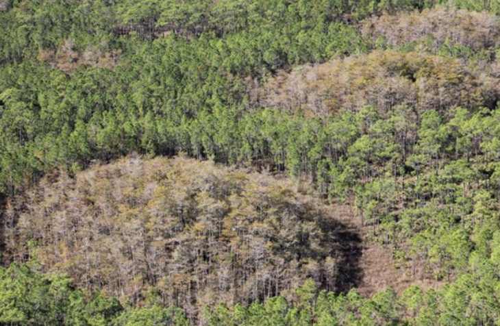 Aerial photo of cypress domes