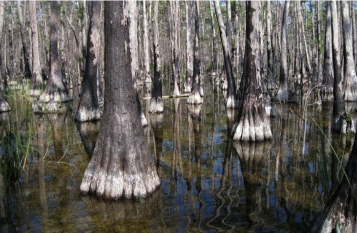 Photo of after fire effects on cypress when organic soils are consumed.