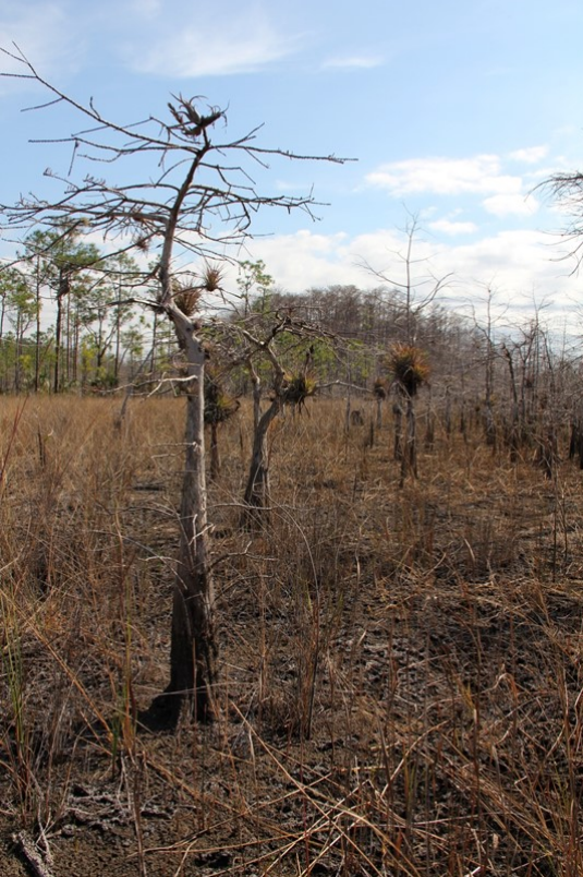 Photo of smaller deformed cypress trees living in harsher fire frequented habitat compared to those of the cypress dome in the background.