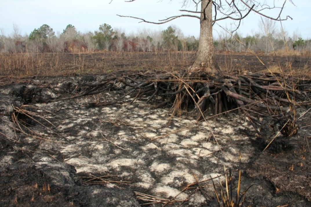 Photo showing an area of consumed organic soil exposing tree roots and altering the hydroperiod in the consumed area.