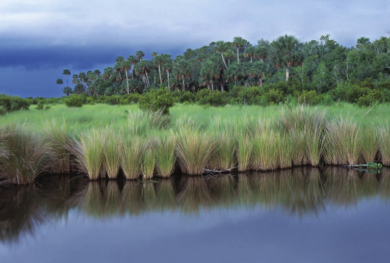 Photo of a wetland area.
