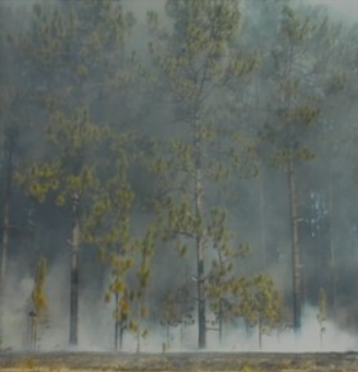 Superfog is the very dense white smoke along the ground under the tree stand.