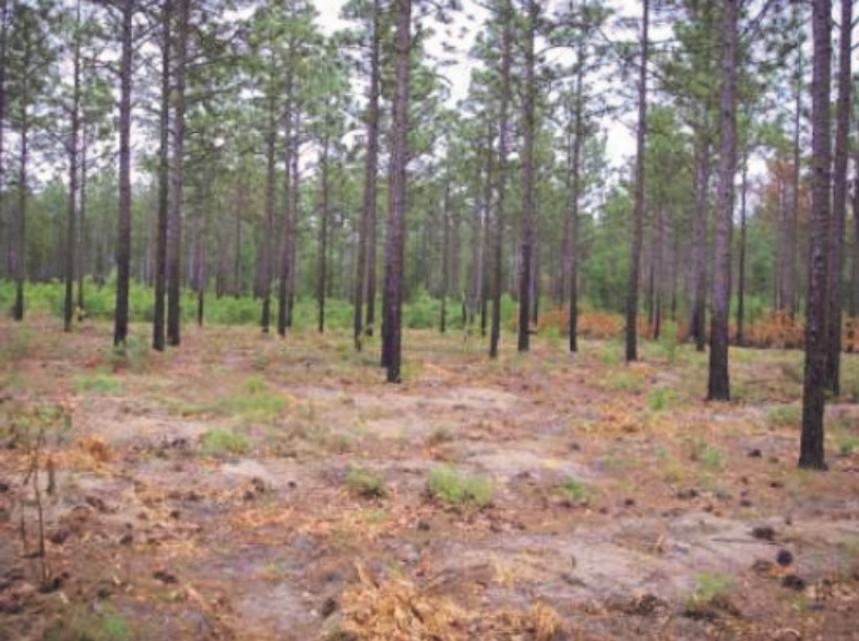 Post-mastication 35-year old longleaf pine plantation with pre-treatment midstory stature visible in background.