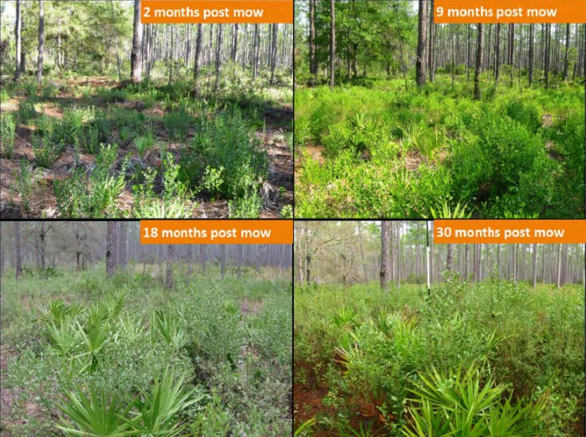 In flatwoods sites with moderate saw palmetto cover prior to mechanical treatment, understory recovery following treatment can be rapid.
