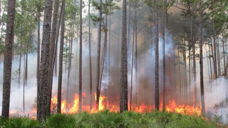 Researchers have been studying how prescribed fire influences wildfire in pine flatwoods ecosystems for more than 50 years.