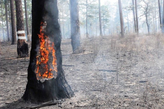 Photo of a blackened landscape from a prescribed burn with a tree still on fire.