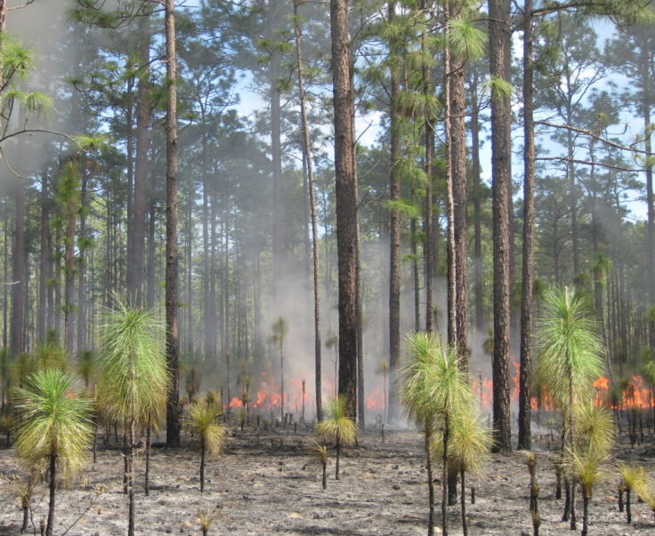 Prescribed fire in longleaf pine sandhill in the Ocala National Forest.