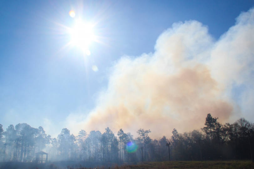Prescribed fire in a Florida forest.