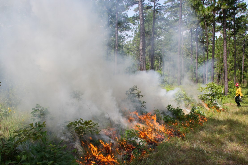Smoke rises from a June growing season prescribed fire in Southwest Georgia.