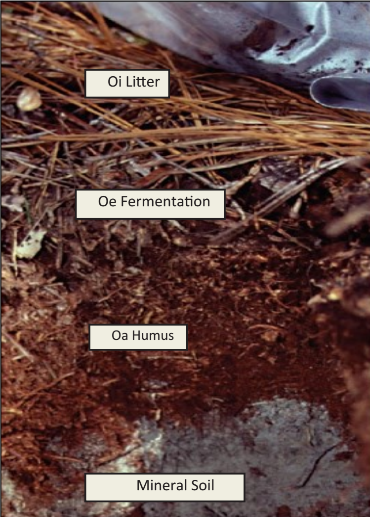 Long unburned longleaf pine forest floor profile.