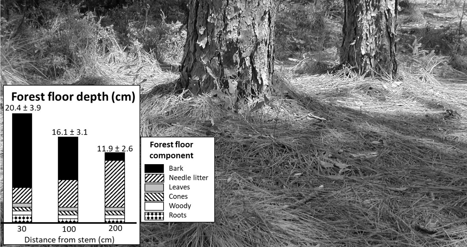 Forest floor depth decreases with distance from the stem.