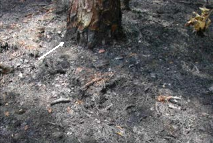 Burned duff mound with consumption of basal bark.