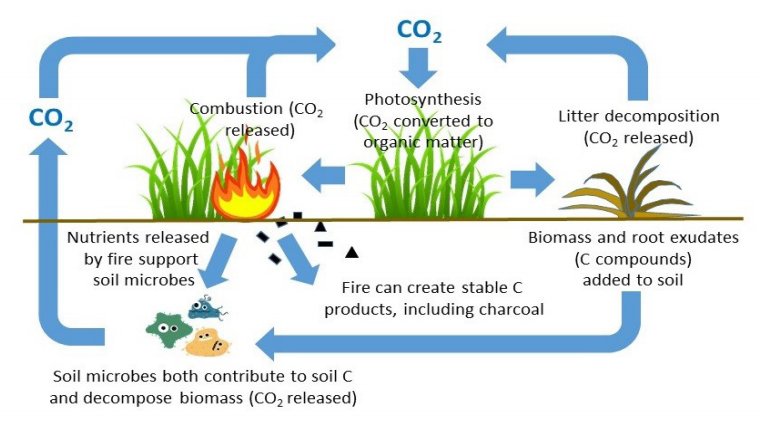 Diagram showing the movement of carbon dioxide through litter decomposition, plant photosynthesis, and combustion.