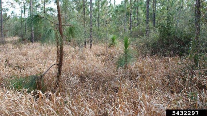 Photo of a high cogongrass infestation