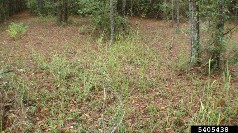 Photo of a low cogongrass infestation