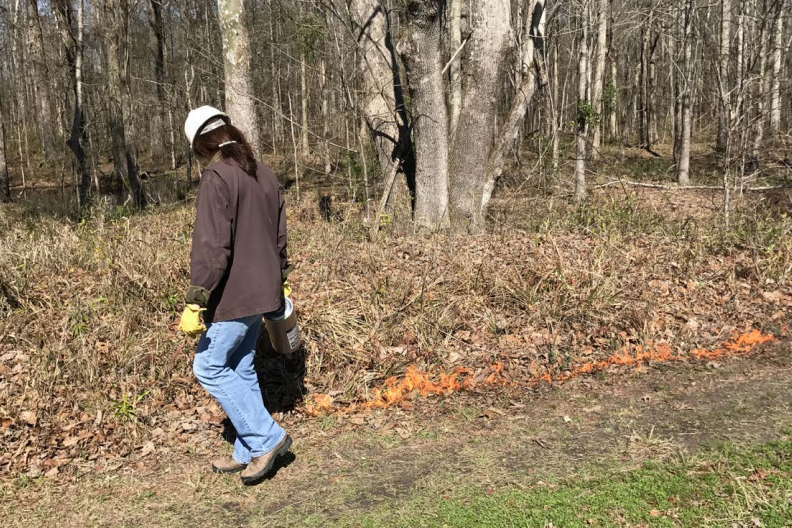 Photo of burner using a drip torch to light a line at the Alabama Learn and Burn 2017