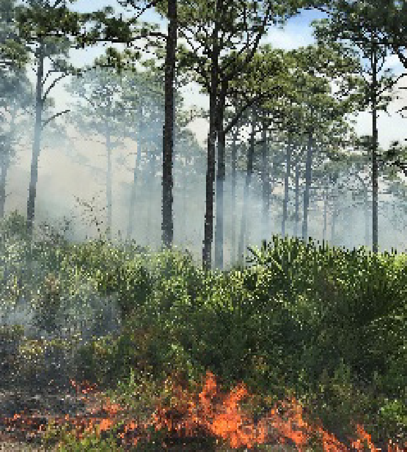 Photo of a prescribed fire during the growing season in a longleaf pine stand.