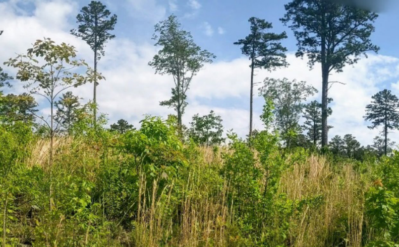 Photo of a fire-managed shortleaf pine and oak forest.