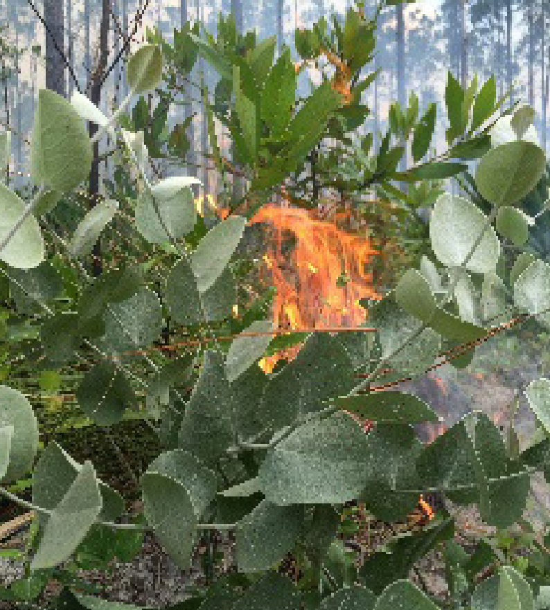 Photo of the fire dependent hairy rattleweed plant.