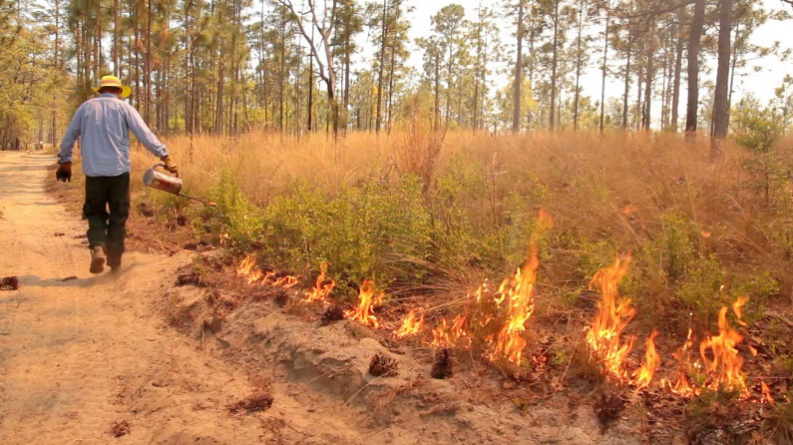 Photo of a manager walking along a road lighting a fire using a drip torch.
