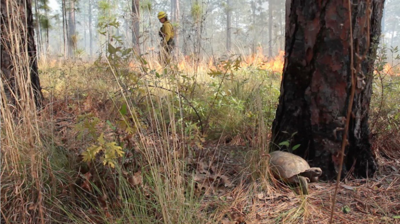 Photo of a gopher tortoise near a prescribed burn.