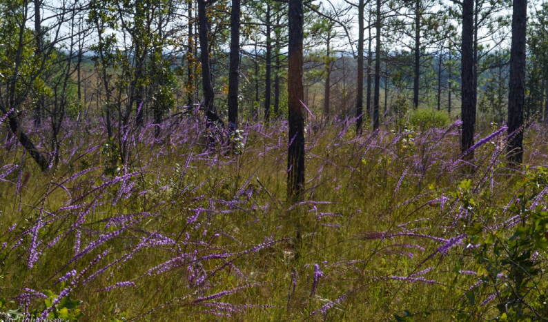 Photo of flowers in a fire maintained habitat.