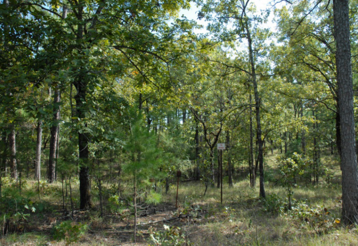 Photo of an Upland oak-hardwood forest.