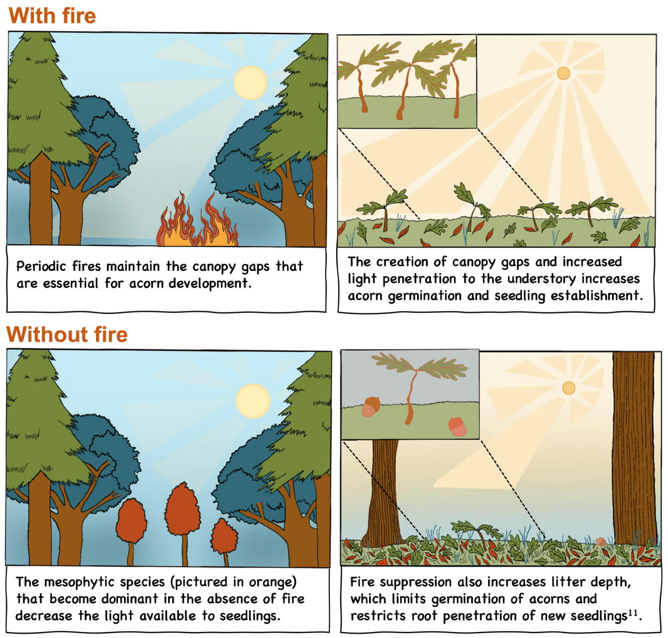Series of figures showing how fire maintains canopy gaps which allow light to penetrate. This increases acorn germination and seedling establishment.