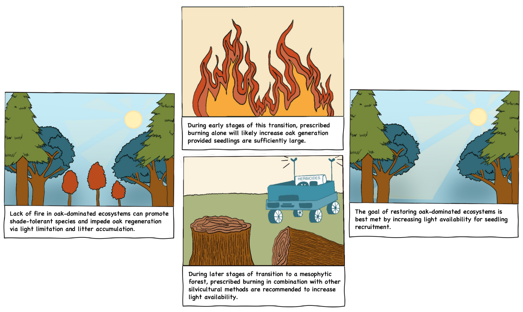 The goal of restoring oak-dominated ecosystems is best met by increasing light availability. This can be done by fire for forests in early transition stages and in combination with other silvicultural methods when in later stages of transition.