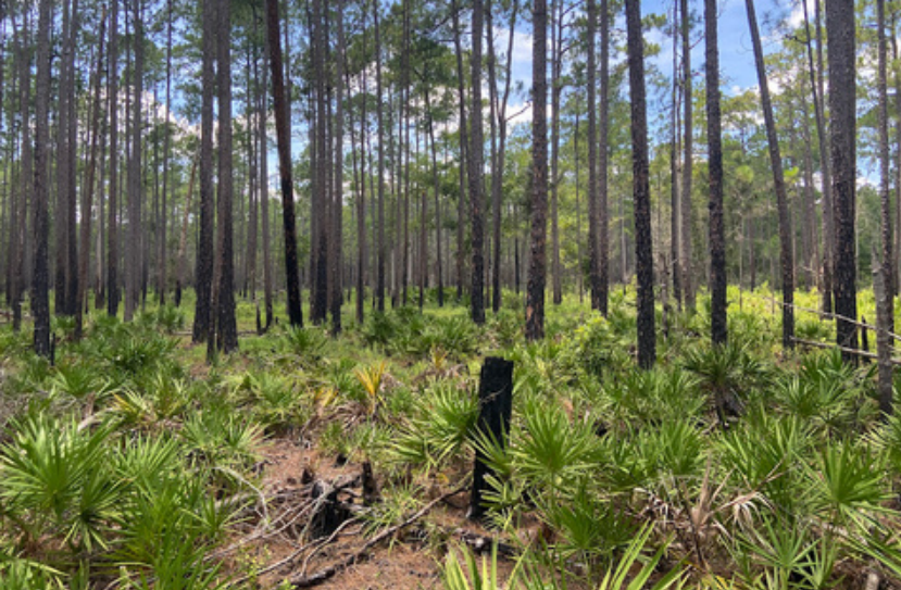 A longleaf pine flatwoods community.