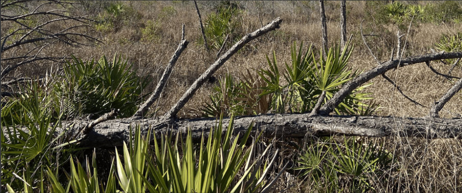 A felled slash pine in a pine flatwoods community.