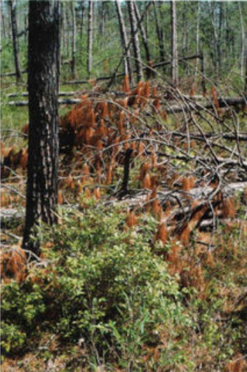 Pre-burn photo of post-hurricane residues.