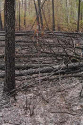 Post-burn photo of post-hurricane residues.
