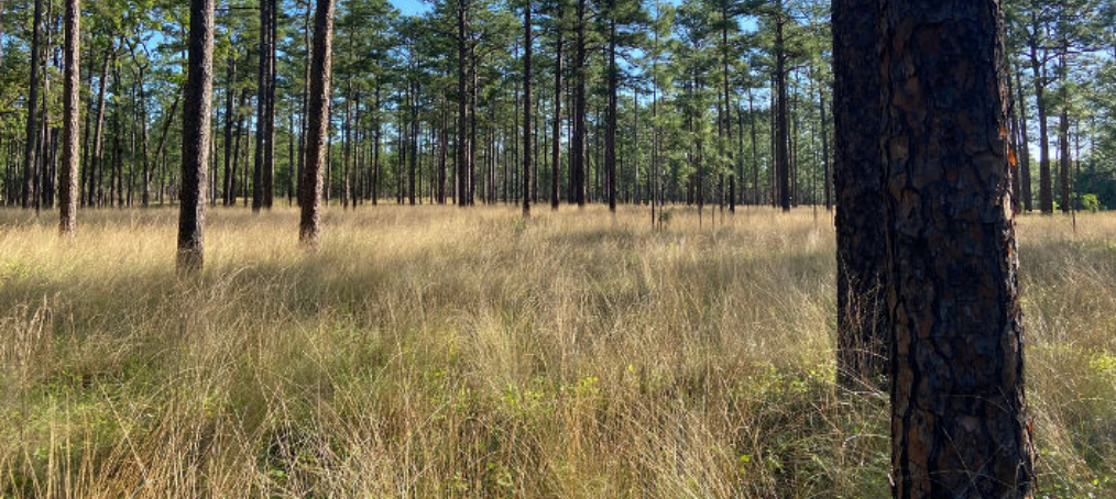 A longleaf pine sandhill community.