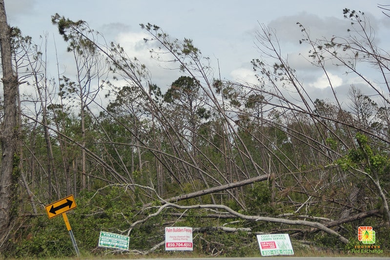 Hurricane damaged forest in North Florida near Tyndall Air Force Base.